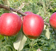 Apples