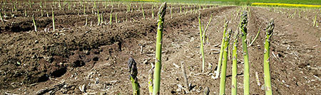 Asparagus