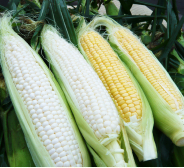 Corn