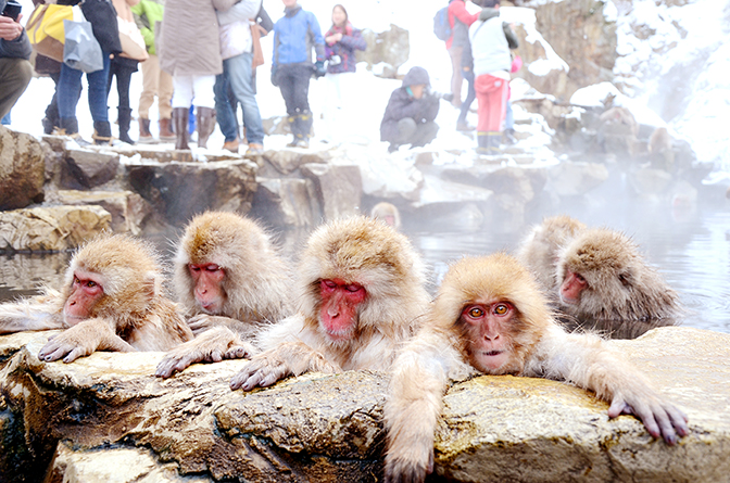 Jigokudani Wild Monkey Park