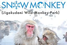 Snow Monkey(Jigokudani Wild Monkey Park)