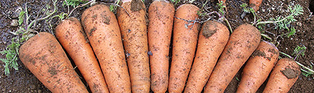 Snow Carrots